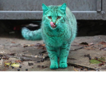 kity cat club