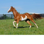 HORSES ARE THE BEST OUT OF ALL MY ANIMALSS WOOHOO