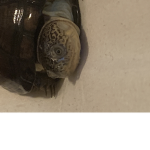LOL crazy turtle