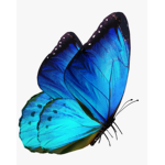 Xx_ButterFlies_xX