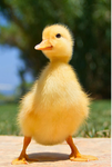 Fuzzy Duck People