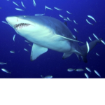 Shark-Empire-Army