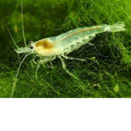 Official Shrimp Game!