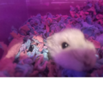 Audrey:))))