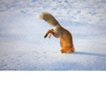 hamsters6778545456556445