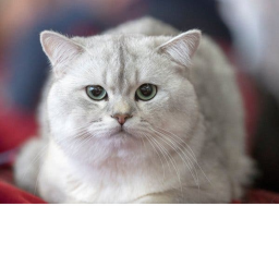 Epic CATS FANS ONLY place