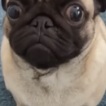 lil_goofy guy