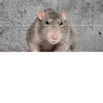 Rat and dog warriors