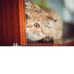 fan de los gatos 0-0