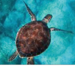 Turtle Cults