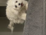 I love my dog gus