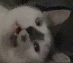 Cat axolotl snake and go