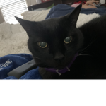 My cat Gonzo