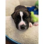 Puppy team gaming