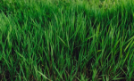 Rainbow Grass