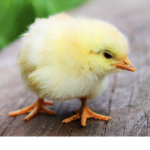 ChickenCats