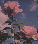~Luvly Ros3s~