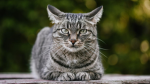 The cats revenge