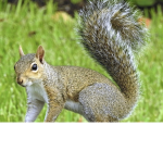 Squirrel squirrel squirrel squirrel