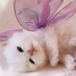 🐱Roblox Cat Clothing🐱