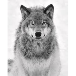 wolf pack rbx