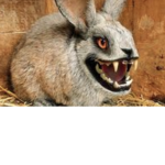 The family of bunny’s :)