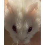 Confused Cute Hamsters
