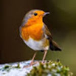 Robin Lives Matter