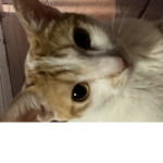 Zoe482949