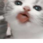 H A B I T S