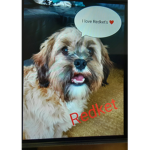 Redket