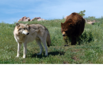The Wolf Army: With Grizzly Squad training