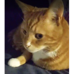 Marm's Pals