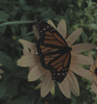 MONARCH! [Casual RP]