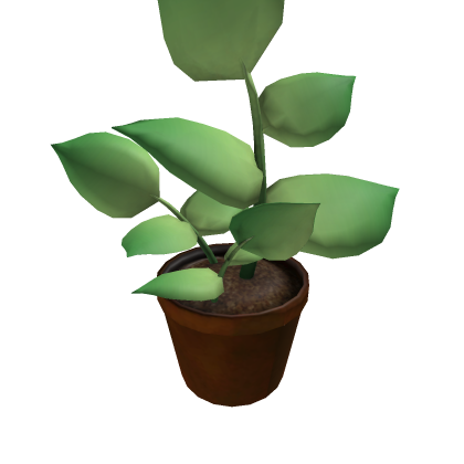 House Plant