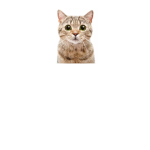 cat atteck