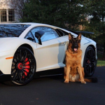 cute dogs and cats + cars and trucks