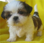Dog lovers and Puppy lovers!