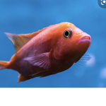 Fish Union