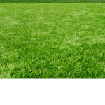 House of Grass