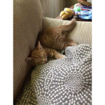 # Catch the cat