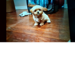 hewo its monty