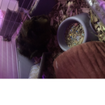 Bella ?!/