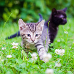 A bit cats