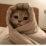 Gatos!:)