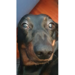 feffeelamigliorw