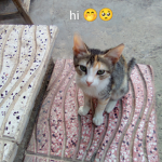Catscuteno6-7