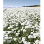 Lovely flowerfields