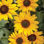 Sunflower Seeds :D