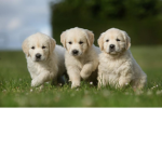 Doggy Puppy is so fluffy